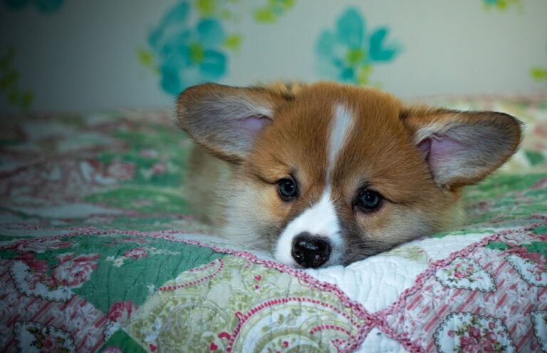 Reddybook Review: Enhancing Digital Learning with Integrated 11xplay Solutions